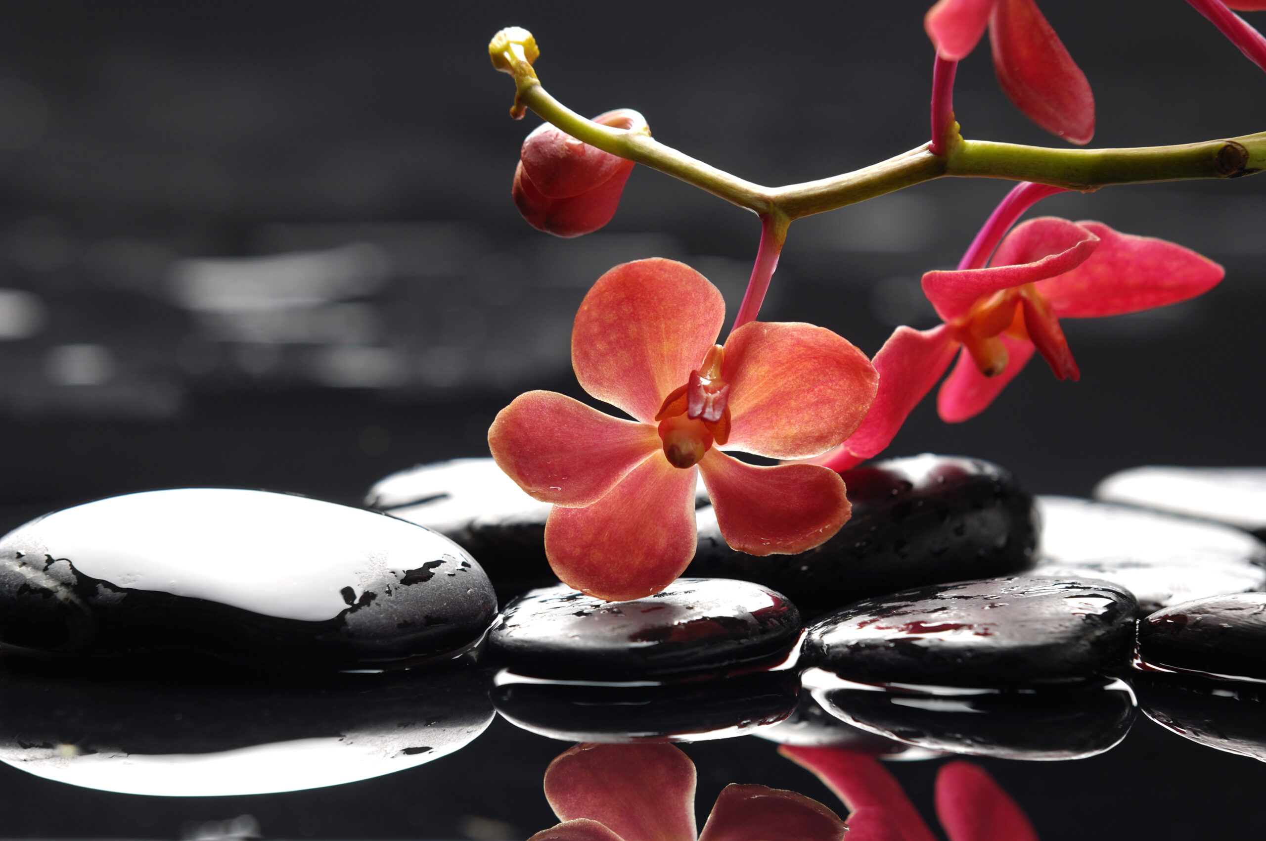 speech-language-therapy-doha-mind-institute
